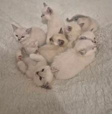 Ragdoll Kittens - Photo 10