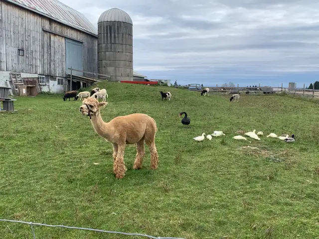 Male alpaca