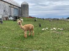 Male alpaca