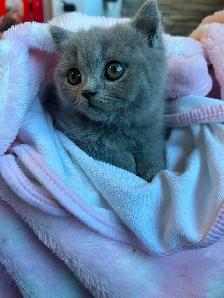 Scottish Fold and Scottish Straight kittens CCA/AFC registered - Photo 6