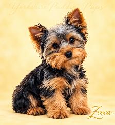 Purebred Yorkshire ( Yorkie) Puppies Available!