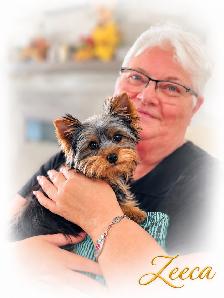 Purebred Yorkshire ( Yorkie) Puppies Available! - Photo 2