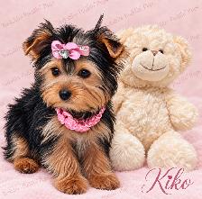 Purebred Yorkshire ( Yorkie) Puppies Available! - Photo 3