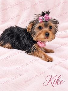 Purebred Yorkshire ( Yorkie) Puppies Available! - Photo 4