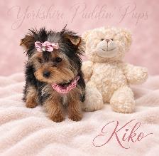 Purebred Yorkshire ( Yorkie) Puppies Available! - Photo 5