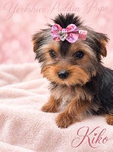 Purebred Yorkshire ( Yorkie) Puppies Available! - Photo 6