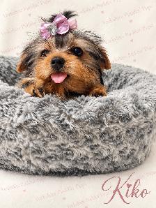Purebred Yorkshire ( Yorkie) Puppies Available! - Photo 7