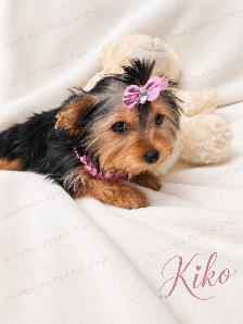 Purebred Yorkshire ( Yorkie) Puppies Available! - Photo 8
