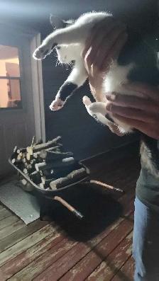 chat a donner - Photo 2