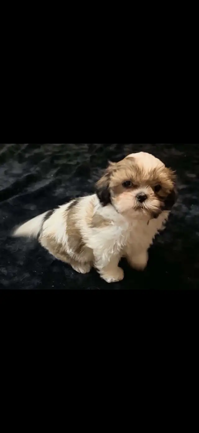 SHIH TZU PUPS