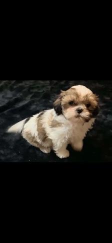 SHIH TZU PUPS