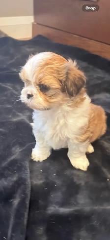 SHIH TZU PUPS - Photo 2