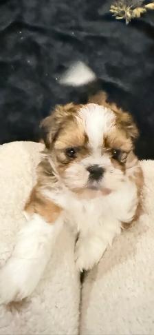 SHIH TZU PUPS - Photo 3