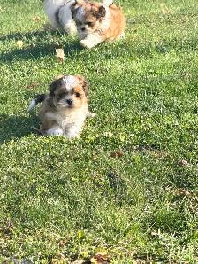 SHIH TZU PUPS - Photo 4