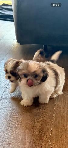 SHIH TZU PUPS - Photo 5