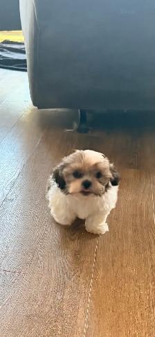 SHIH TZU PUPS - Photo 6