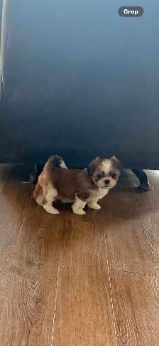 SHIH TZU PUPS - Photo 7