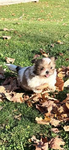 SHIH TZU PUPS - Photo 8