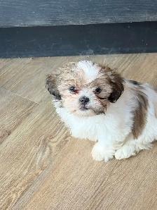 SHIH TZU PUPS - Photo 9