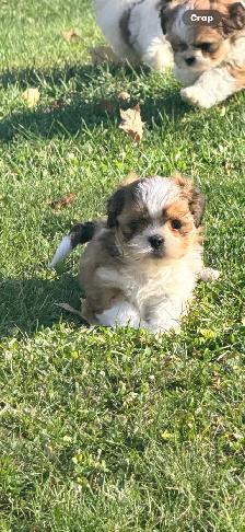 SHIH TZU PUPS - Photo 10