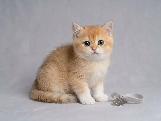 Premium Golden Shaded Male Kitten Surrey, BC