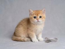 Premium Golden Shaded Male Kitten Surrey, BC