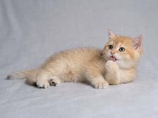 Premium Golden Shaded Male Kitten Surrey, BC - Photo 2