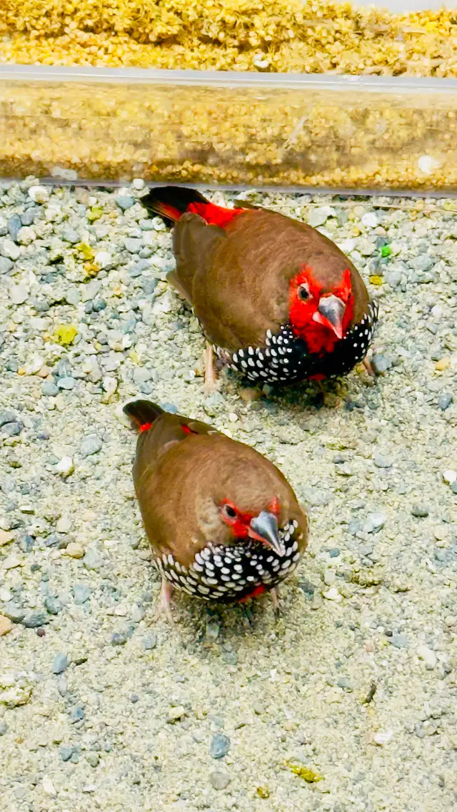 Painted Firetail Chicks