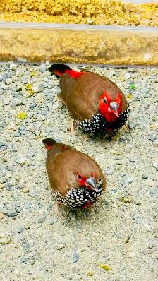 Painted Firetail Chicks