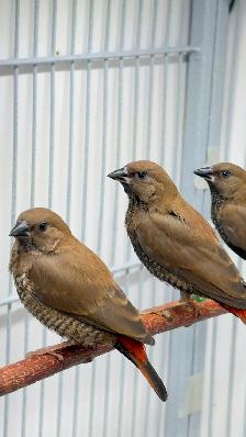 Painted Firetail Chicks - Photo 2