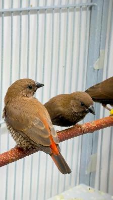 Painted Firetail Chicks - Photo 3