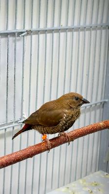 Painted Firetail Chicks - Photo 4