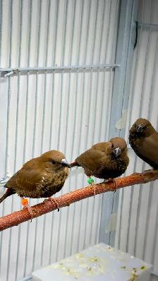 Painted Firetail Chicks - Photo 5