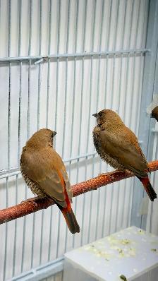 Painted Firetail Chicks - Photo 6