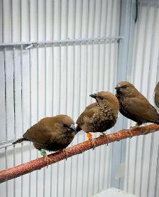 Painted Firetail Chicks - Photo 7