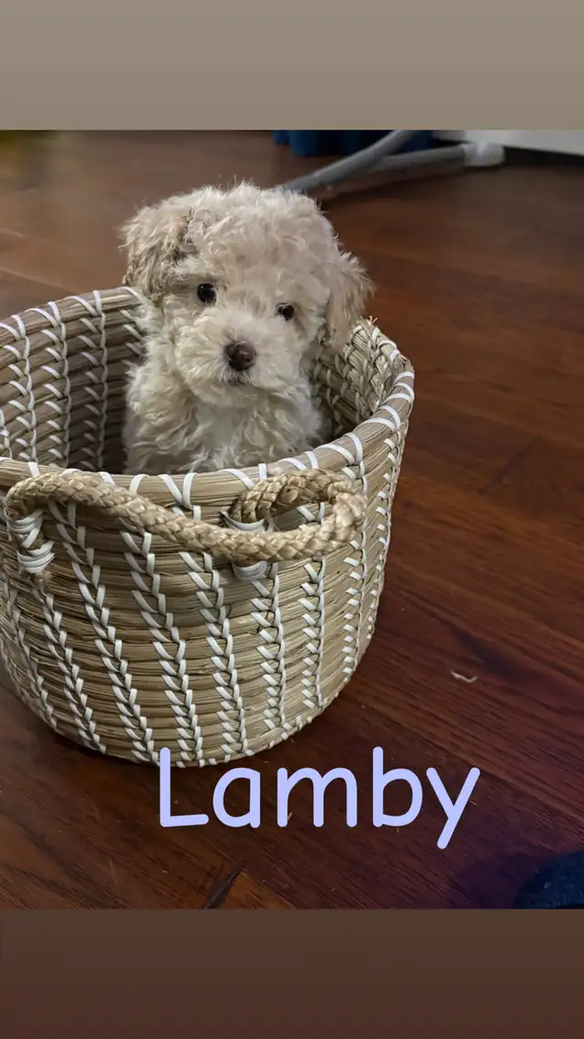 Beautiful Miniature Cockapoo Puppies