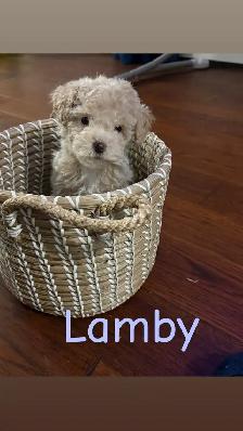 Beautiful Miniature Cockapoo Puppies