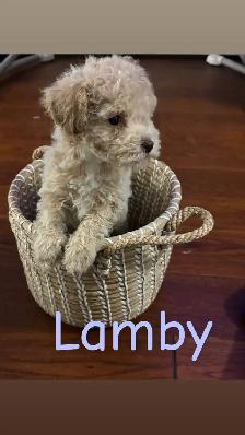 Beautiful Miniature Cockapoo Puppies - Photo 2