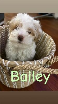 Beautiful Miniature Cockapoo Puppies - Photo 3