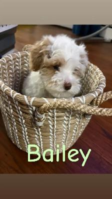 Beautiful Miniature Cockapoo Puppies - Photo 4