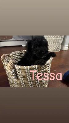 Beautiful Miniature Cockapoo Puppies - Photo 5