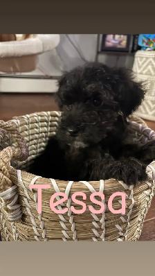 Beautiful Miniature Cockapoo Puppies - Photo 6