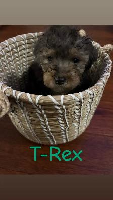Beautiful Miniature Cockapoo Puppies - Photo 7