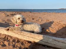 Beautiful Miniature Cockapoo Puppies - Photo 9