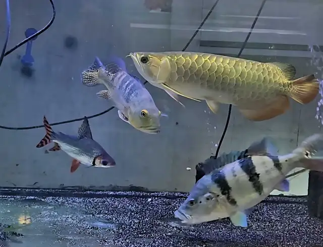 lots of fish, plecos & more (see list below)