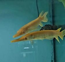 lots of fish, plecos & more (see list below) - Photo 8