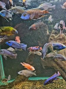 lots of fish, plecos & more (see list below) - Photo 9