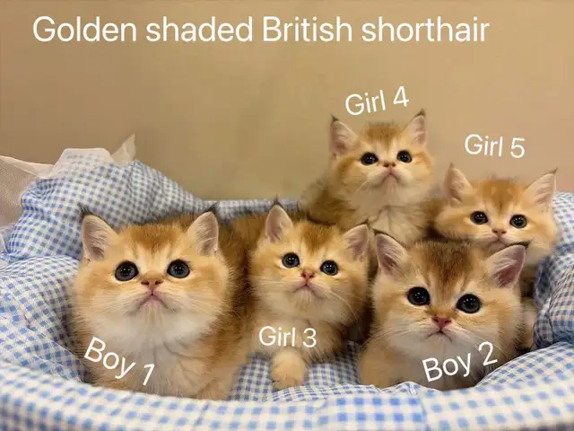 ($799-1650) Golden shaded/ Golden & Silver tabby British s