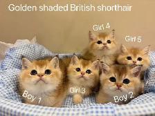 ($799-1650) Golden shaded/ Golden & Silver tabby British s