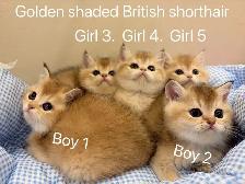 ($799-1650) Golden shaded/ Golden & Silver tabby British s - Photo 2
